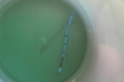 Coenagrion puella