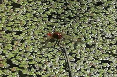 Crocothemis erythraea