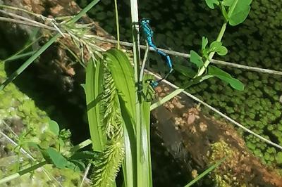 Coenagrion puella