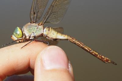 Anax parthenope