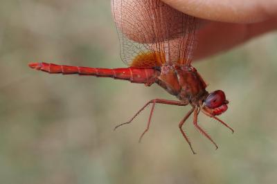 Crocothemis erythraea