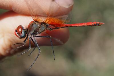 Sympetrum fonscolombii