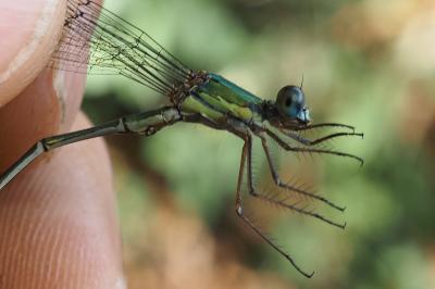 Chalcolestes viridis