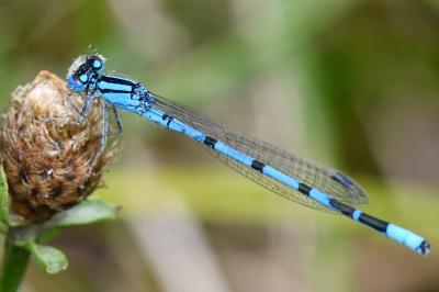 Enallagma cyathigerum