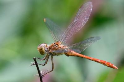 Sympetrum meridionale