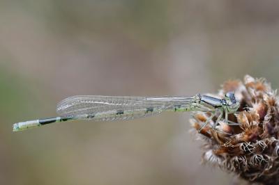Enallagma cyathigerum