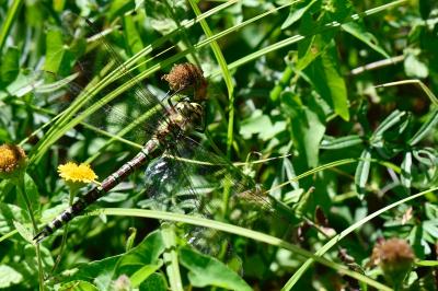 Aeshna cyanea