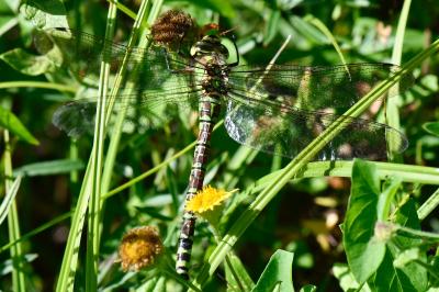 Aeshna cyanea