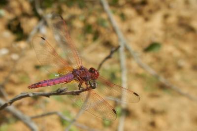 Trithemis annulata