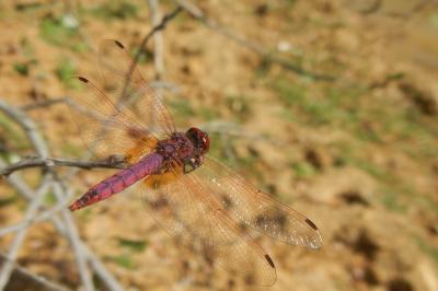Trithemis annulata