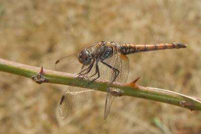 Trithemis annulata