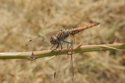 Trithemis annulata