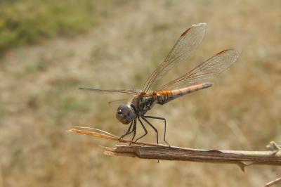 Trithemis annulata