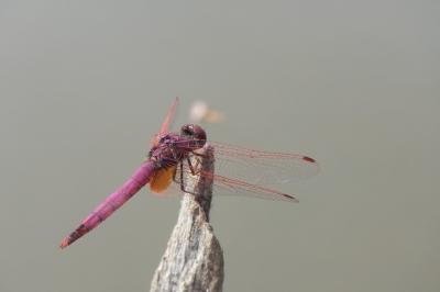 Trithemis annulata