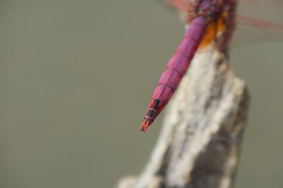 Trithemis annulata