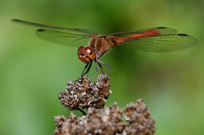 Sympetrum meridionale