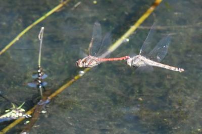 Sympetrum striolatum