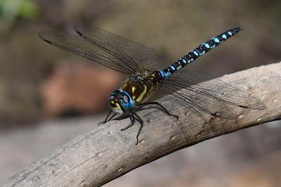 Aeshna mixta