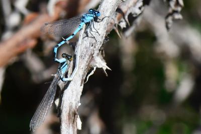 Enallagma cyathigerum