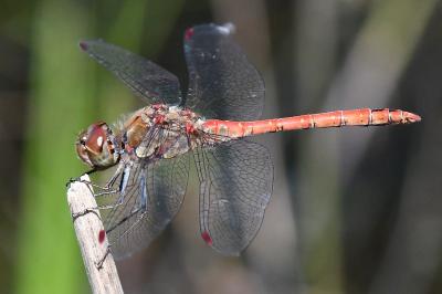 Sympetrum striolatum