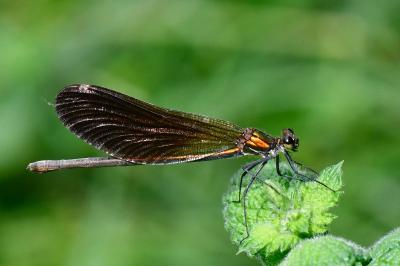 Calopteryx virgo
