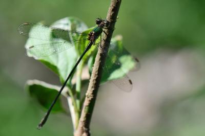Chalcolestes viridis
