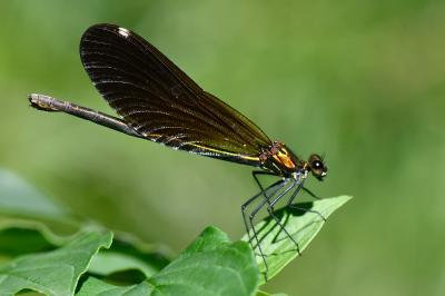 Calopteryx virgo