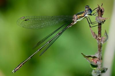 Chalcolestes viridis