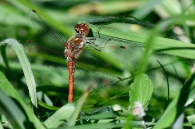 Sympetrum striolatum