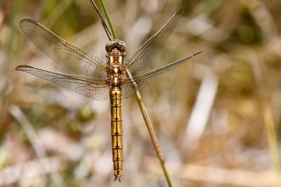 Orthetrum coerulescens