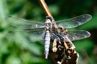 Orthetrum cancellatum