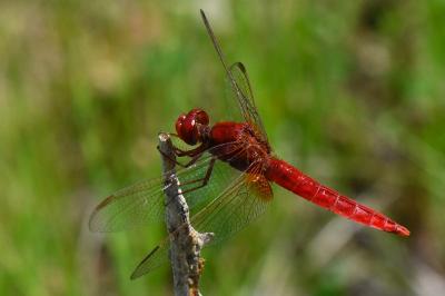 Crocothemis erythraea