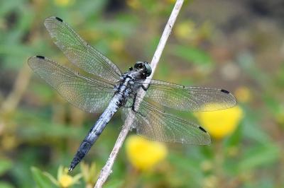 Orthetrum albistylum