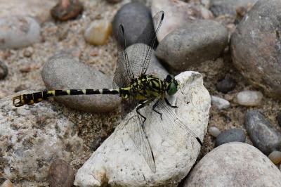 Onychogomphus forcipatus
