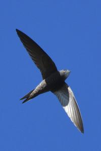 Apus pallidus