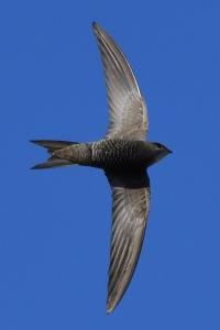Apus pallidus