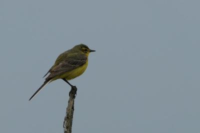 Motacilla flava flavissima
