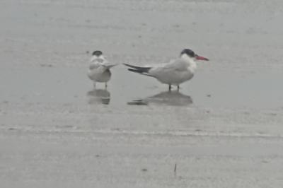 Hydroprogne caspia