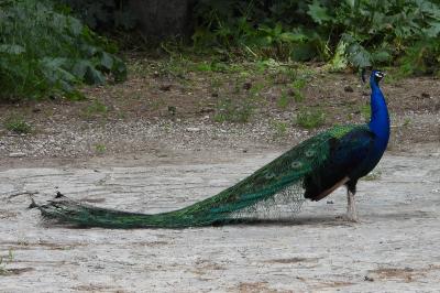 Pavo cristatus