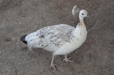 Pavo cristatus