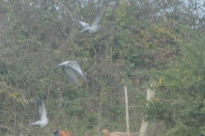 Columba oenas