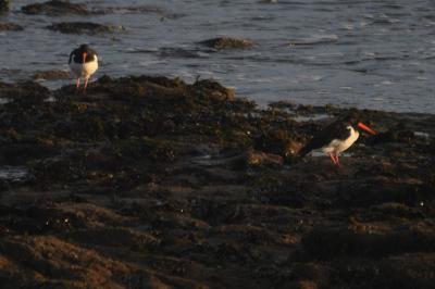 Haematopus ostralegus