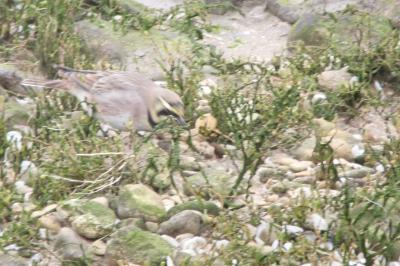Eremophila alpestris