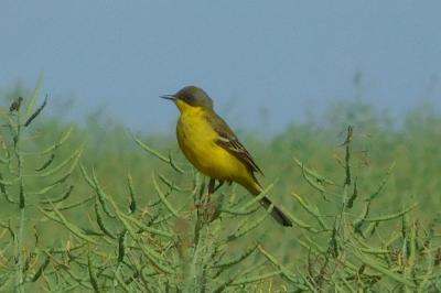 Motacilla flava thunbergi