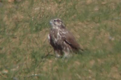 Falco cherrug