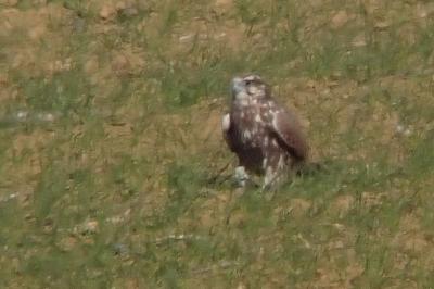 Falco cherrug