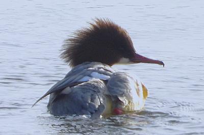 Mergus merganser