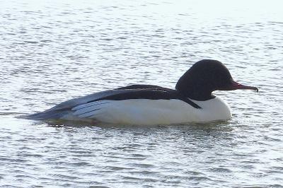 Mergus merganser