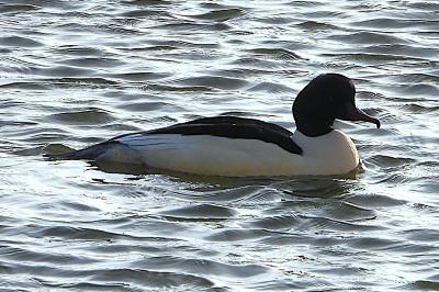 Mergus merganser