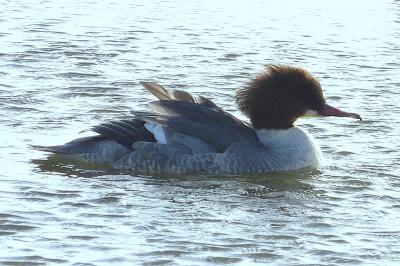 Mergus merganser